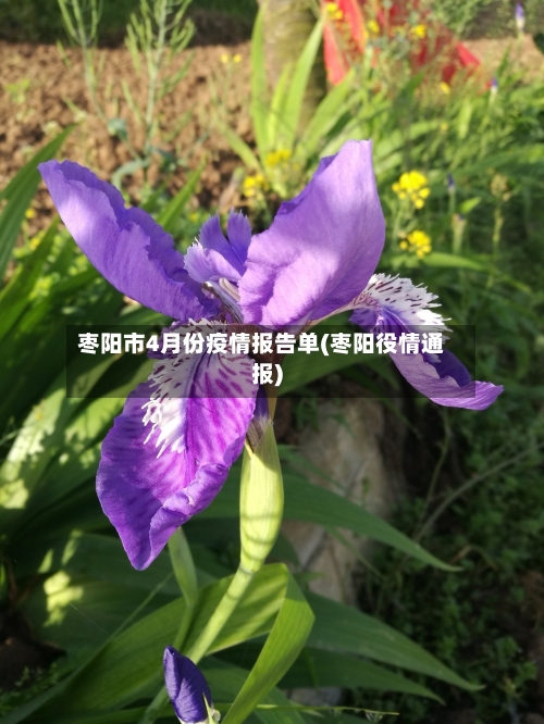 枣阳市4月份疫情报告单(枣阳役情通报)-第3张图片