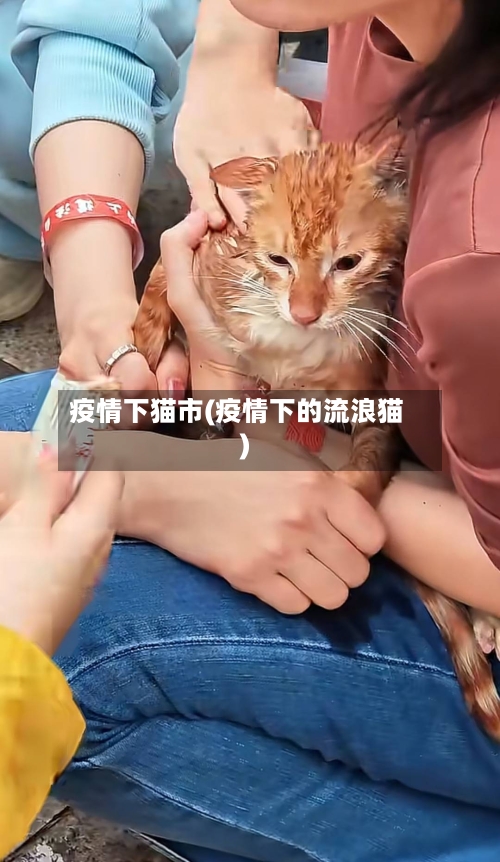 疫情下猫市(疫情下的流浪猫)-第1张图片