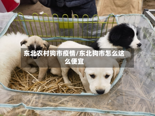 东北农村狗市疫情/东北狗市怎么这么便宜-第3张图片