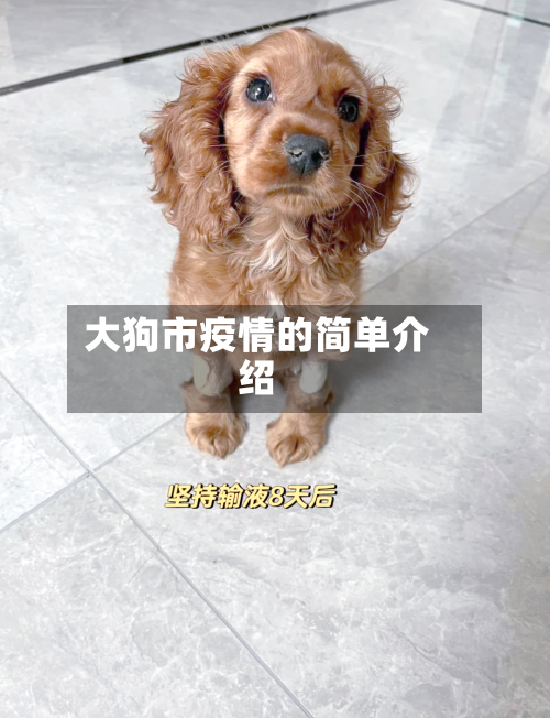 大狗市疫情的简单介绍-第2张图片