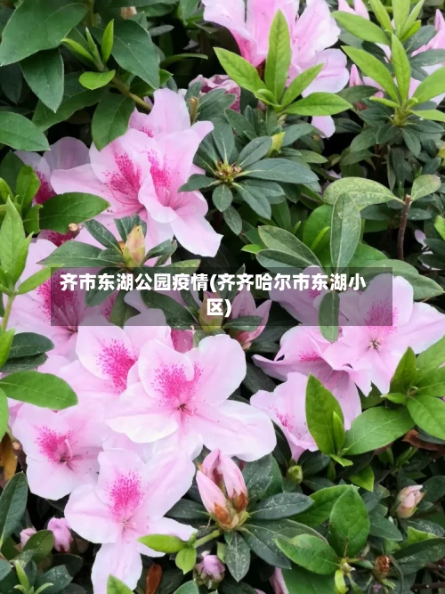 齐市东湖公园疫情(齐齐哈尔市东湖小区)-第1张图片