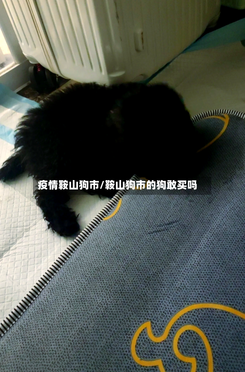 疫情鞍山狗市/鞍山狗市的狗敢买吗-第1张图片