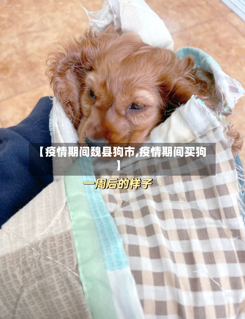 【疫情期间魏县狗市,疫情期间买狗】-第1张图片