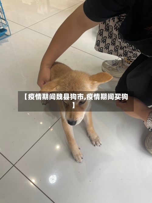 【疫情期间魏县狗市,疫情期间买狗】-第3张图片